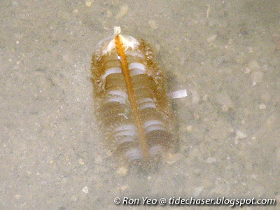 Sea Pen (Virgularia sp.)