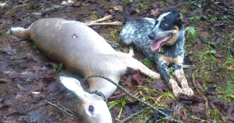 blue heeler hunting