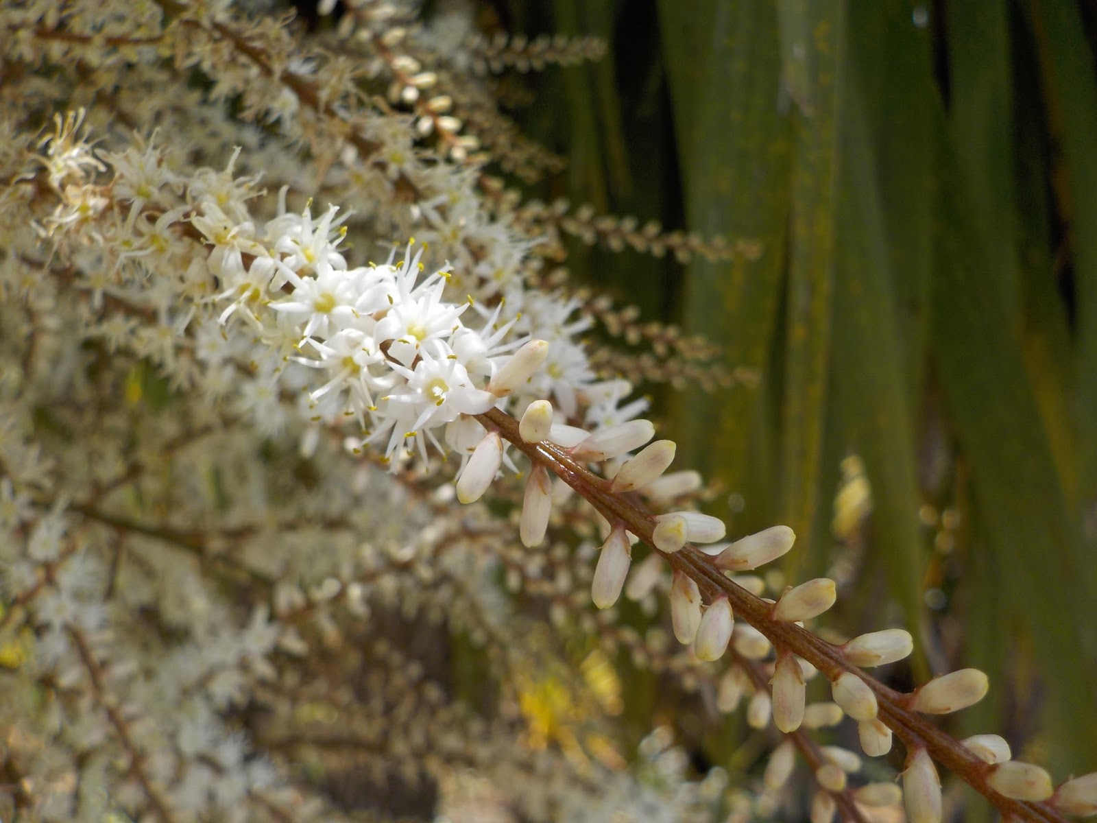 cabbage tree farm Cabbage tree flowering season