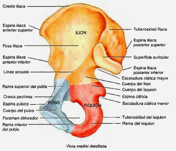 Huesos Del Cuerpo Humano Vista Posterior Huesos Del Cuerpo Humano Vista Posterior
