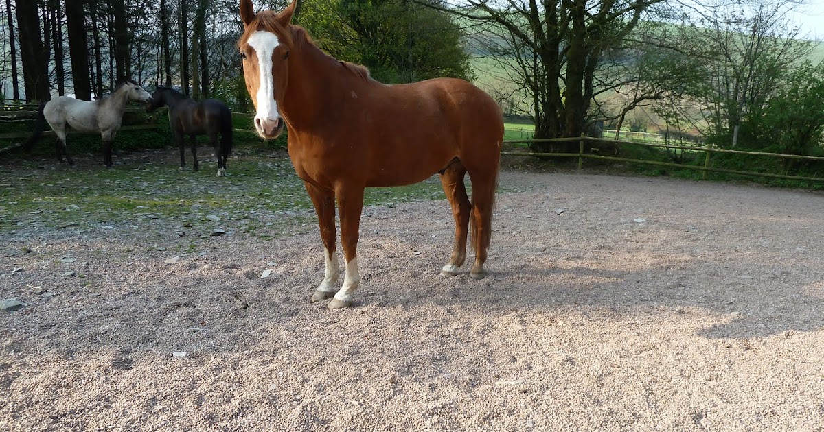 Rockley Farm Zan update on a very flatfooted horse