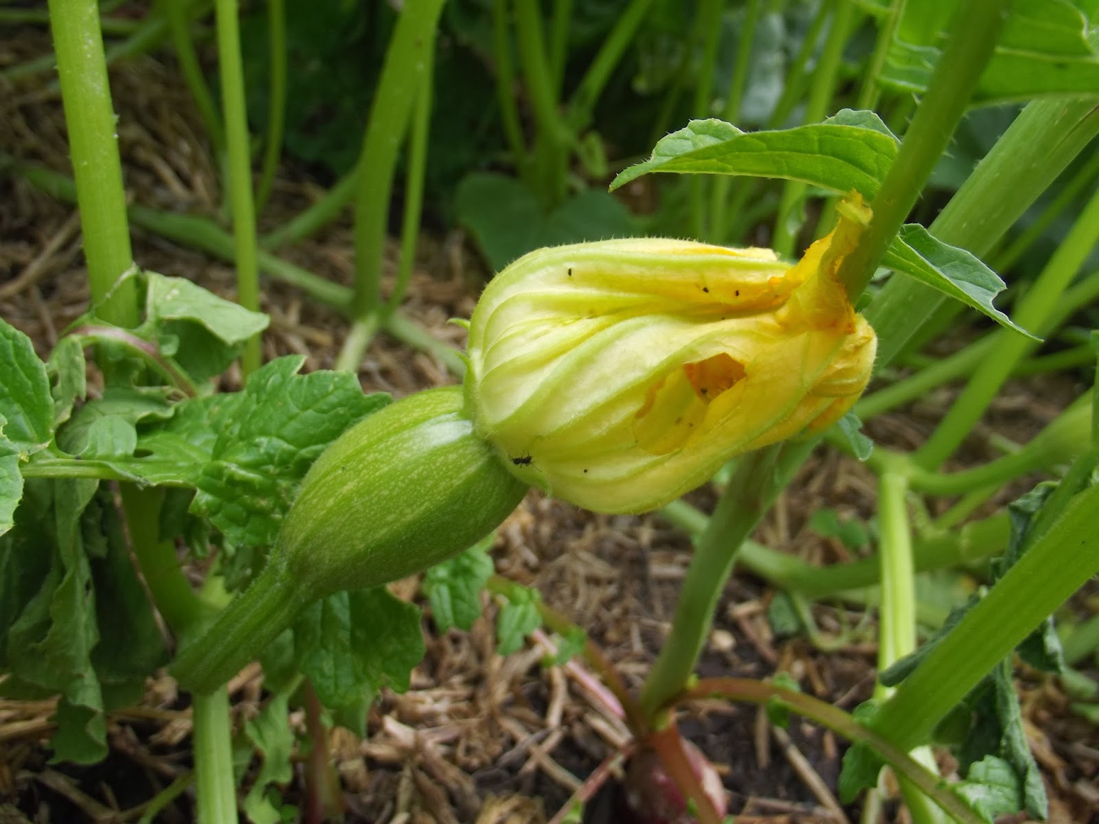 Miss Townmouse In the garden