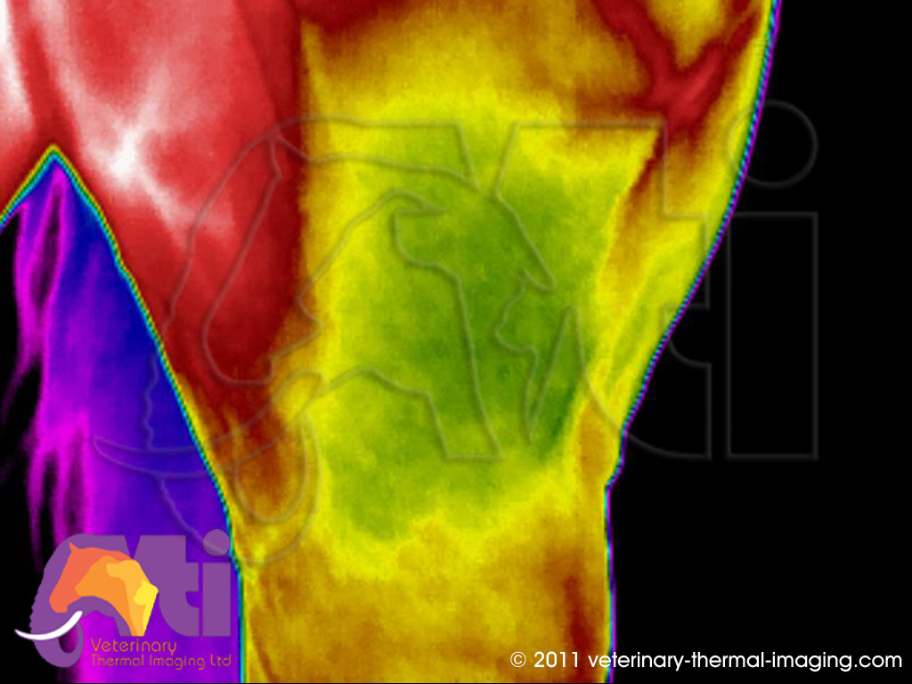 Equine Thermography Inflammation in the Stifle (Tibiofemoral Joint)