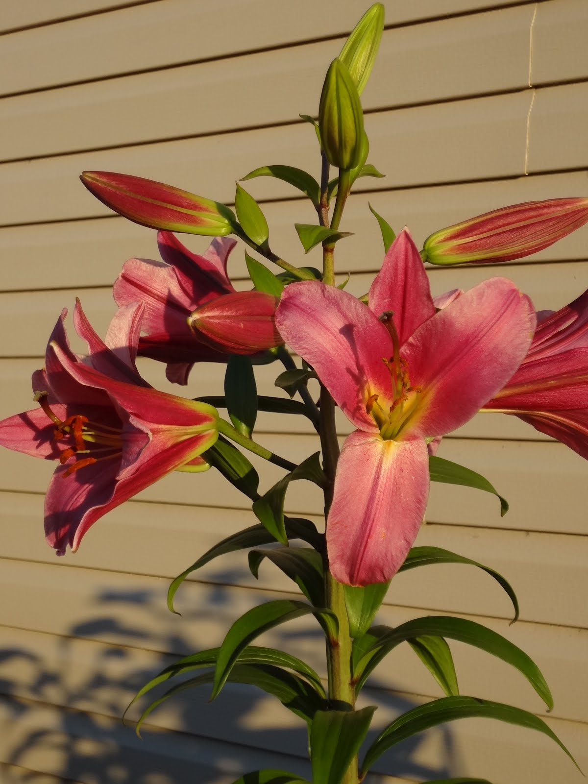 I Keep House Among the Lily Tree Garden