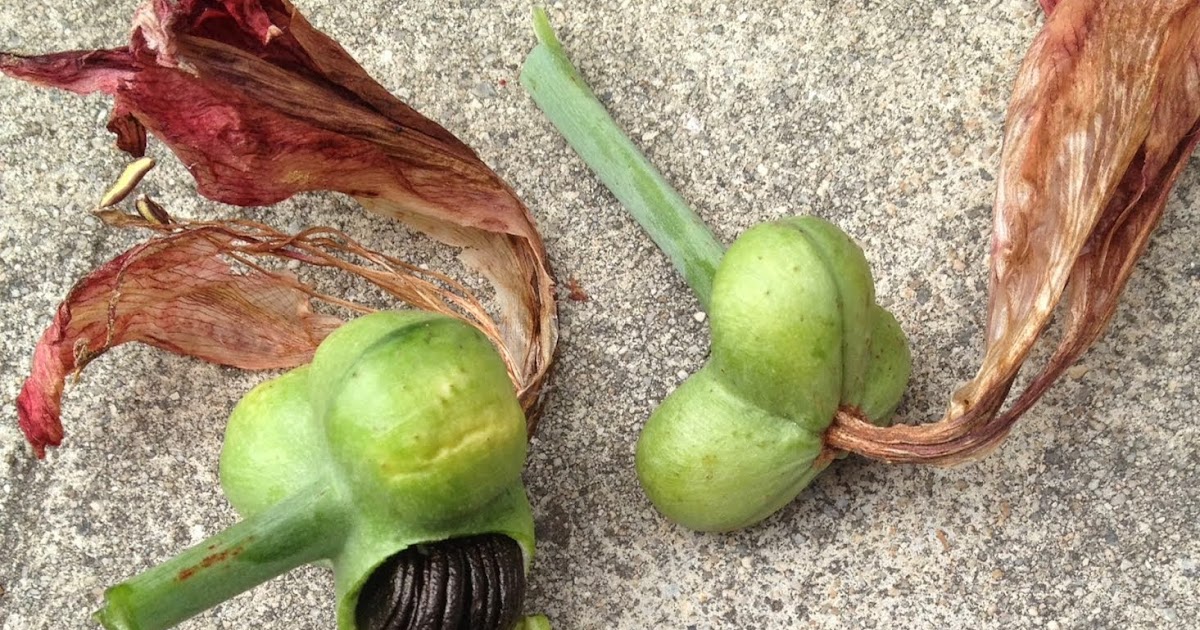 Aprille's SoCal Gardening Amaryllis Seeds