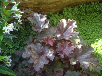 HEUCHERA EDENS MISTERY.