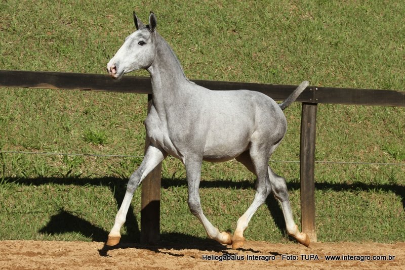 Procuro Um Cavalo Branco Voces Tem Algum A Venda Interagro Lusitanos