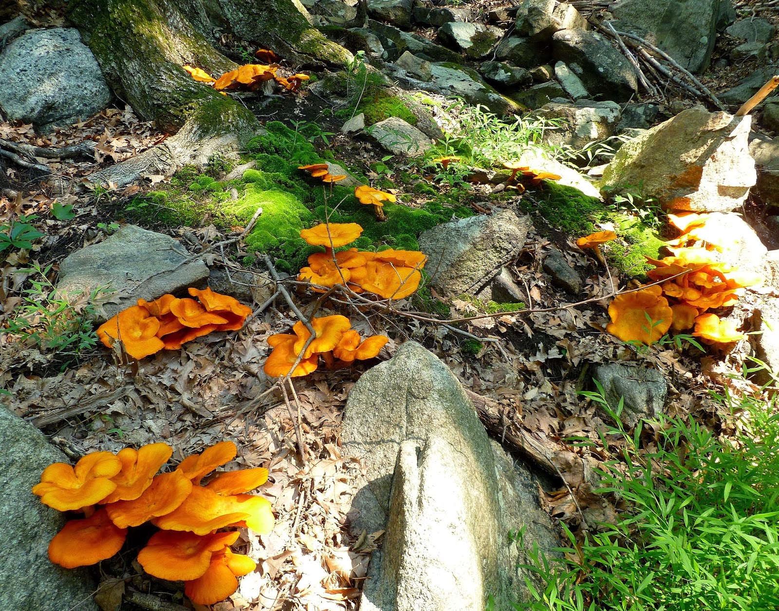 Nature of New York Autumn in the Hudson Valley Part 1 (Mushrooms)