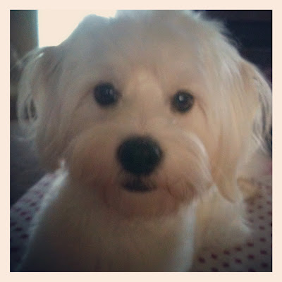 Dog Adoption Maltese Rescue