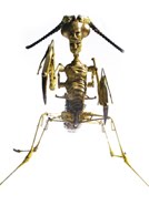 mantis religiosa