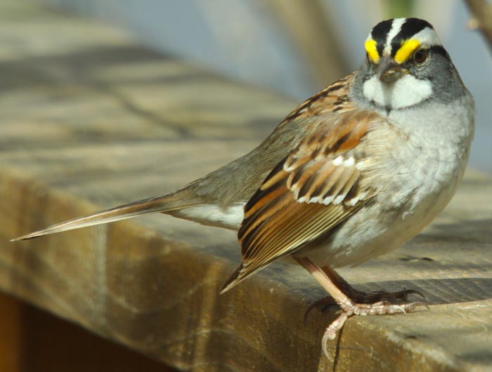 All of Nature White Throated and White Crowned Sparrows