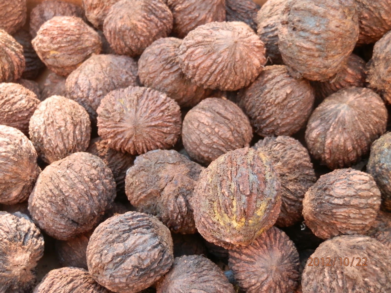 Ridge Berry Farm Black Walnuts