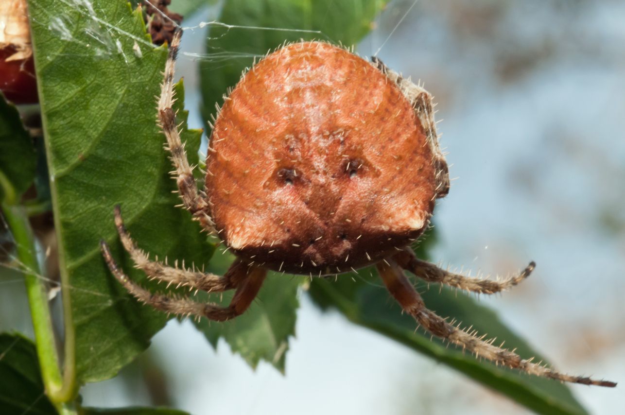 Bugs of Mackie CatFaced Spider Araneus gemmoides