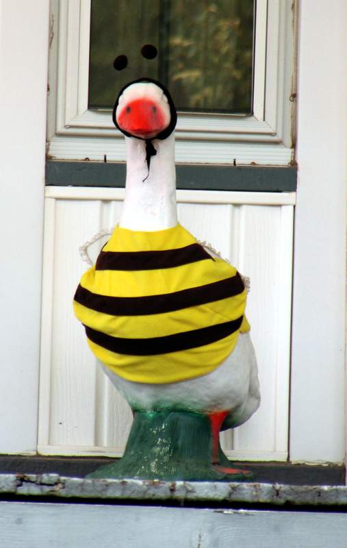 a slavonic quijote in america more porch geese