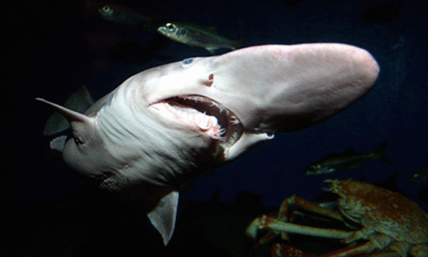 أغرب عشر سمكات قرش في العالم Goblin+shark