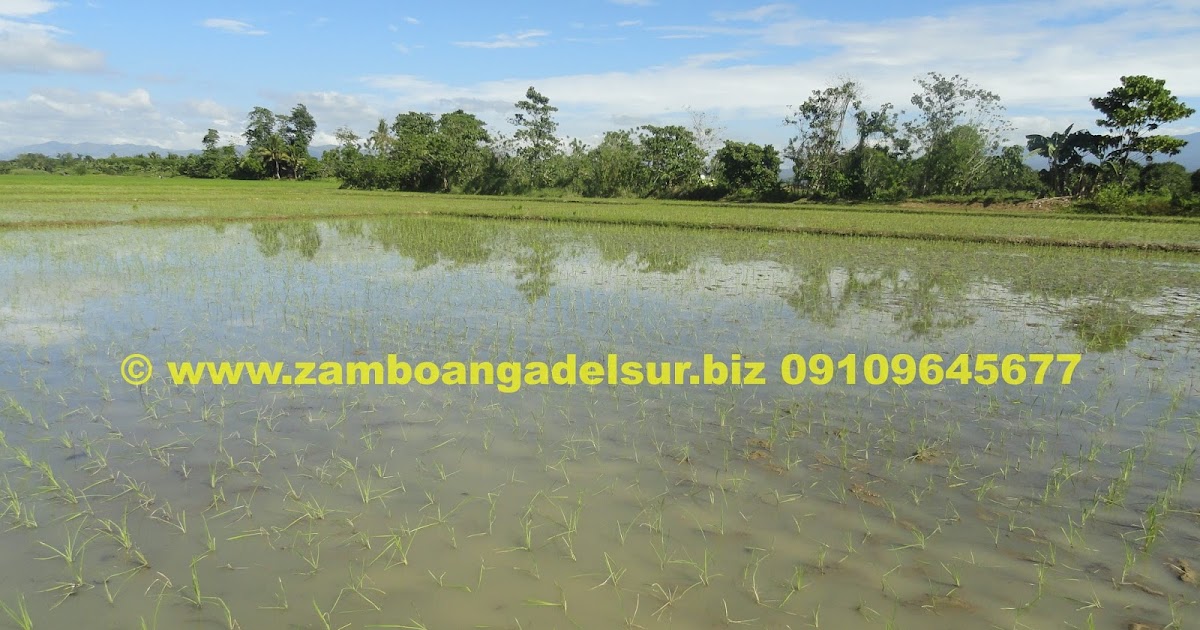 Zamboanga del Sur Properties FOR SALE 4.5 HECTARES RICE FIELD AT