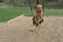 cão num baloiço cão andando de baloiço