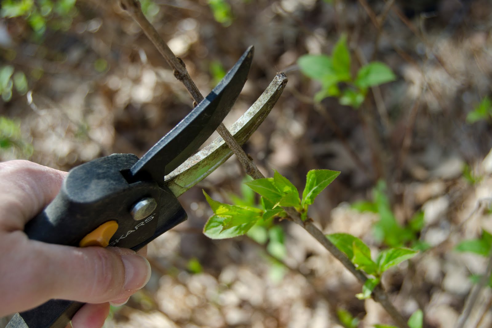 Hydrangea Pruning
