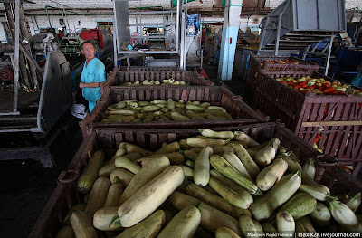 proses mengetin sayur1