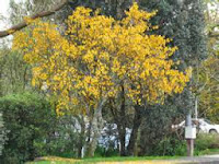 source: www.flickr.com Kowhai Tree