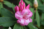 This morning I went on the kindergarten field trip to the Rhododendron . (img )