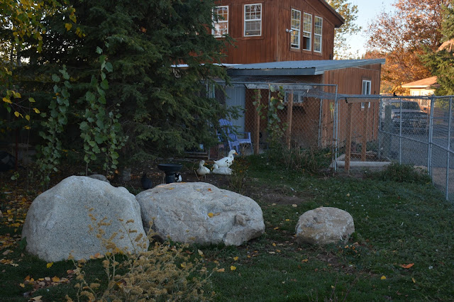 Sanctuary Life at River's Wish Animal Sanctuary: Where We Are Today