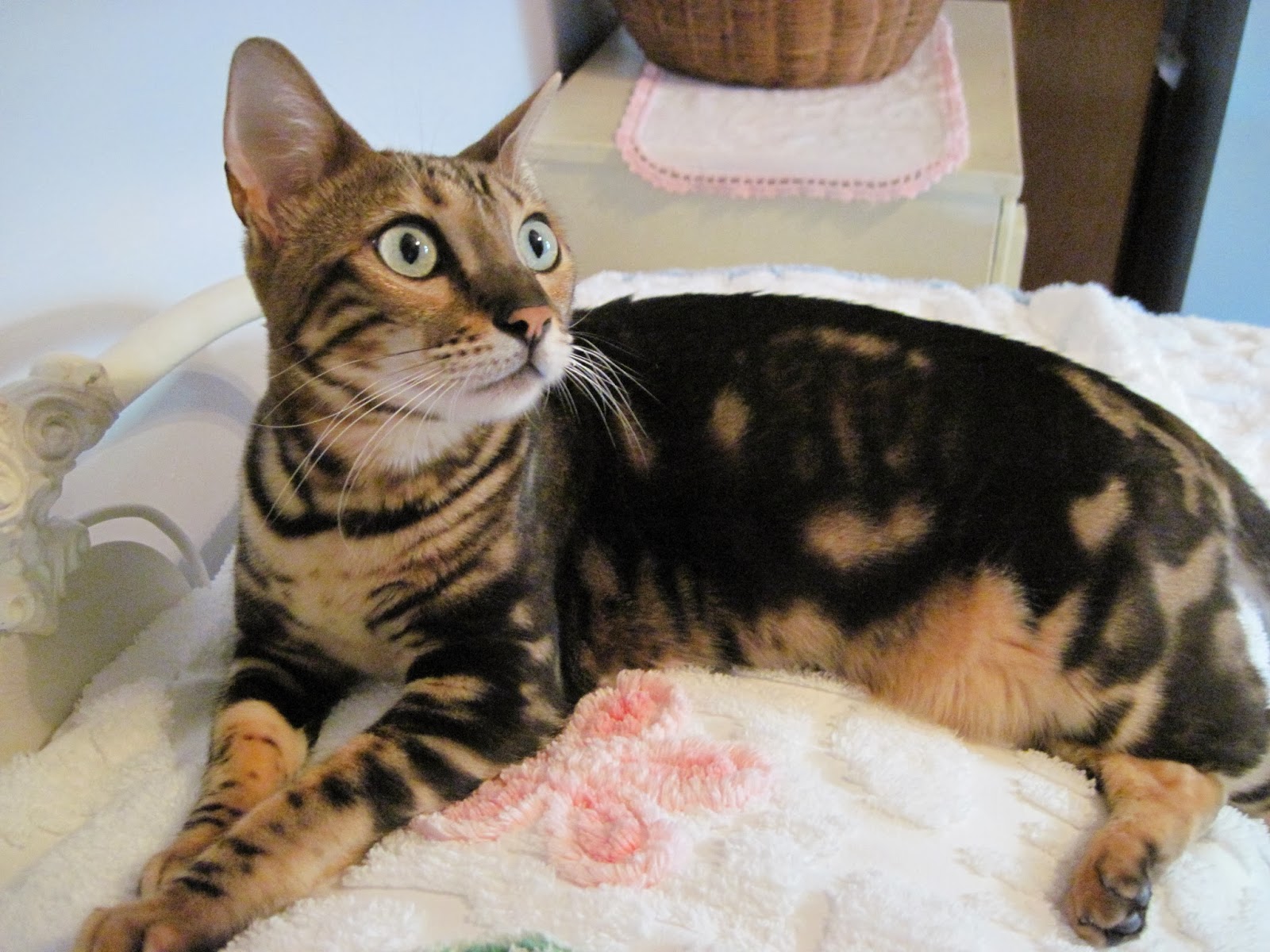 Top Pet Bengals Variety of Bengals