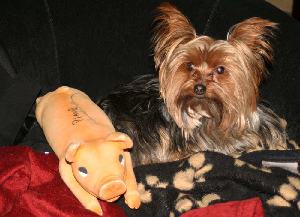Miniature Yorkshire Terrier January 2013