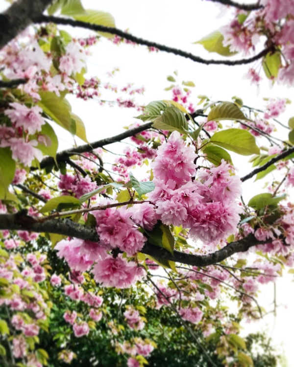 La Beaute Des Fleurs Enveloppe Carte Postale Et Timbres