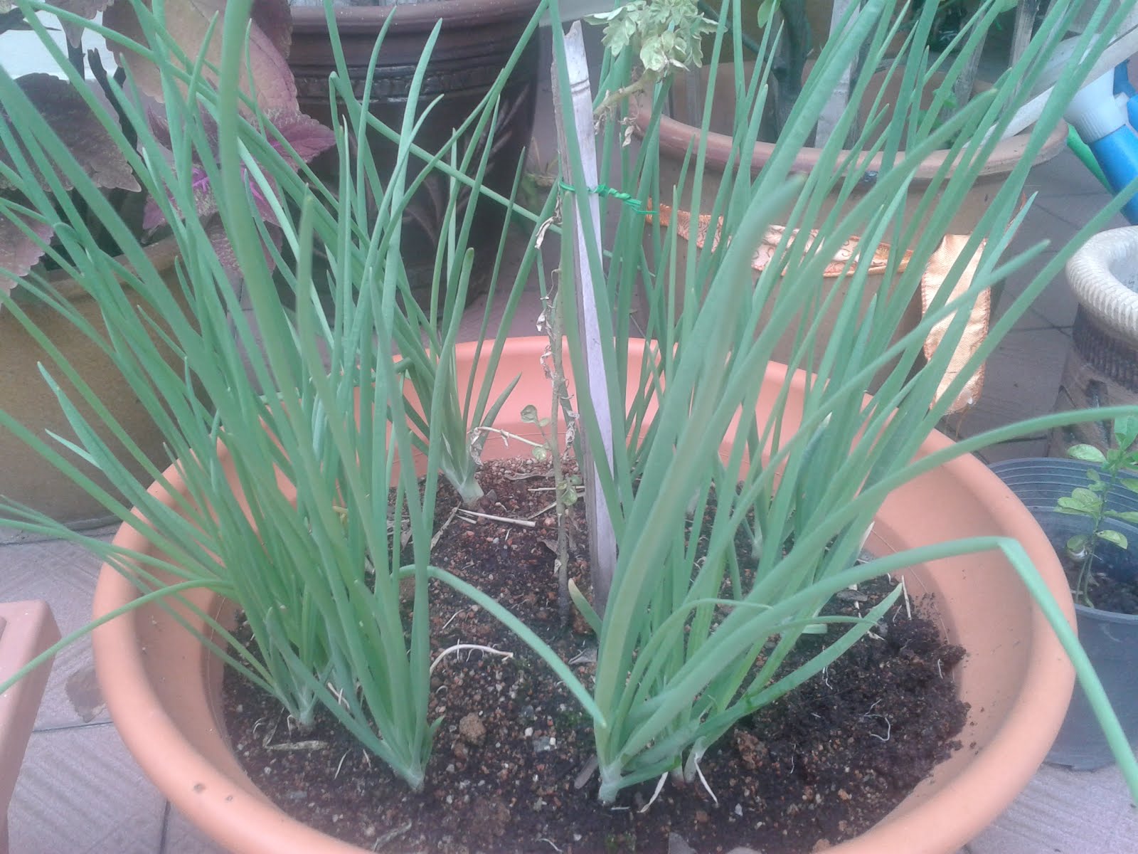 Be Health Aware Growing Your Own Spring Onions