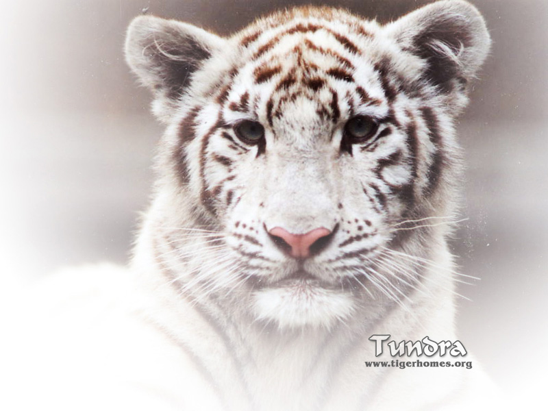 cute white tiger wallpaper. cute white tiger wallpaper.