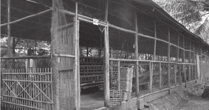 Gong Com Cara Mmelihara Ayam Kampung