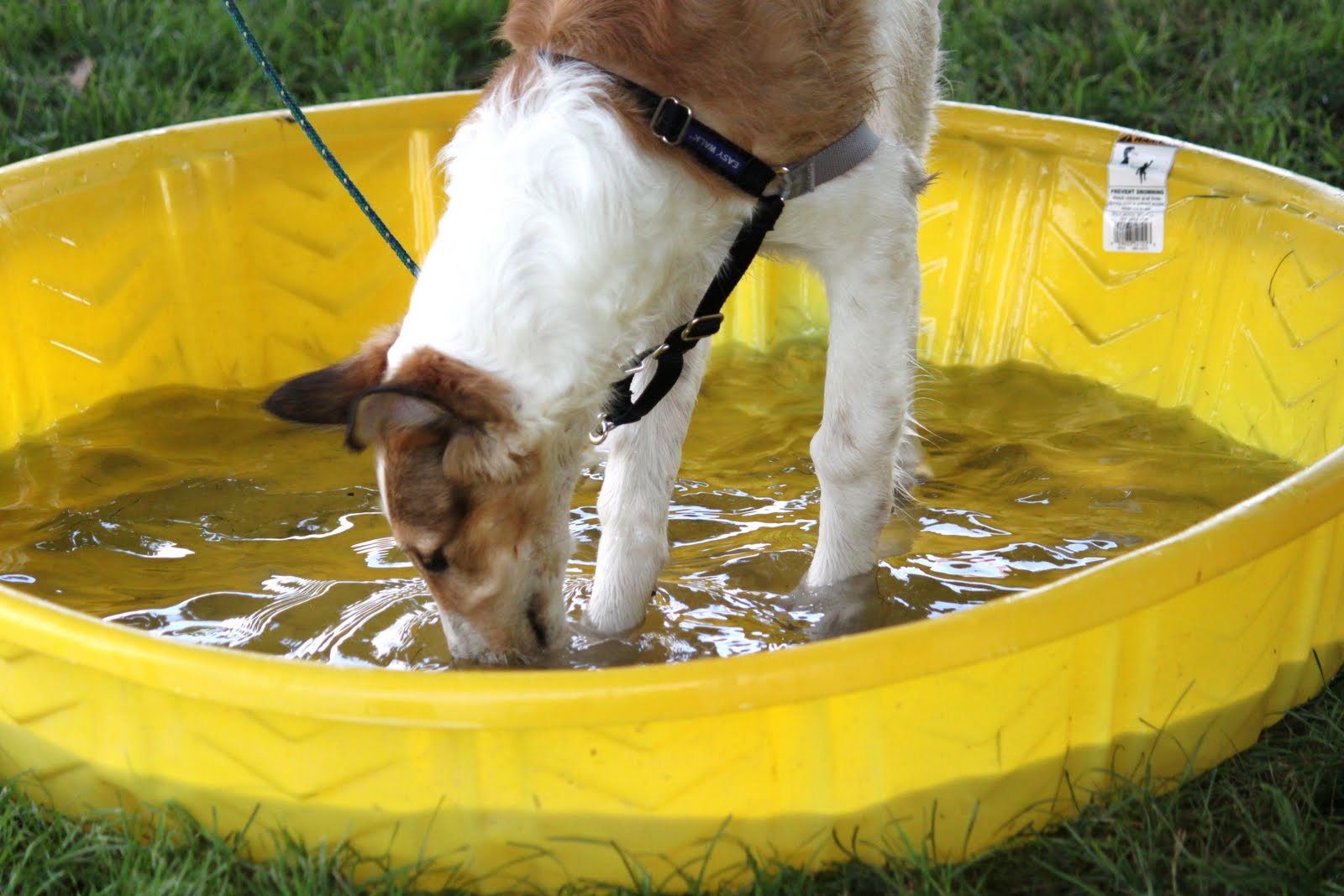 Hemlock Hollow Dog Training with Chris Danker CPDTKA KPACTP Puppy