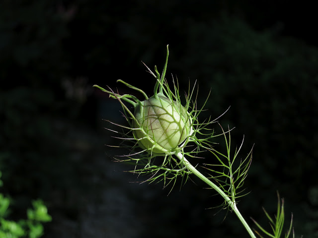 The Seed Pod of a Love in the Mist Flower