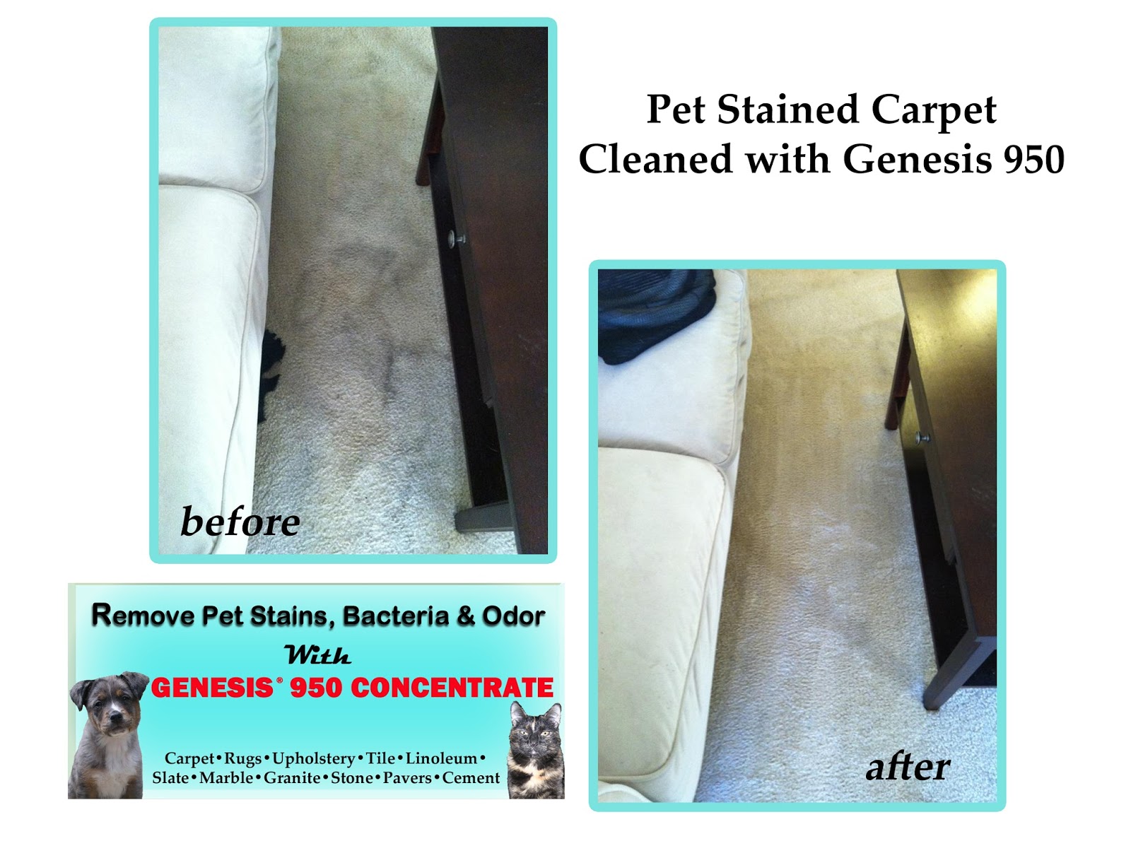 Best Carpet Cleaner And Stain Remover Genesis 950 Before & After Pics