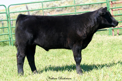 2012 Third Place Market Steer