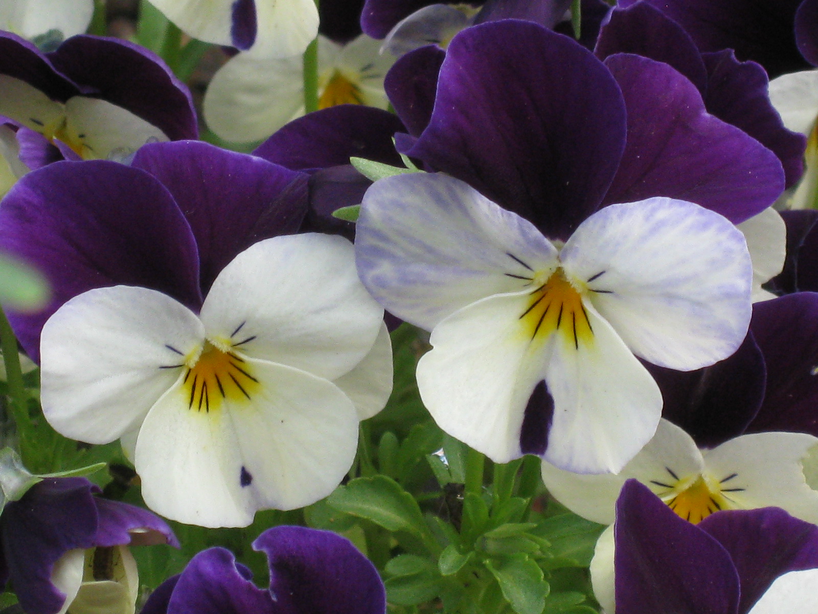 TwoHanded Stitcher Friday Flowers Pansy Faces