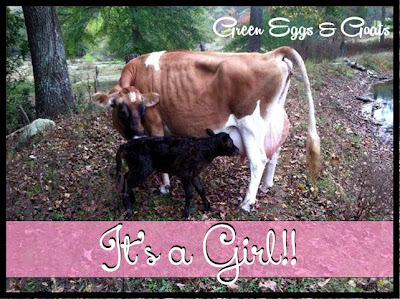 Dairy cow and baby calf share a birth announcement.  What does a calf look like?