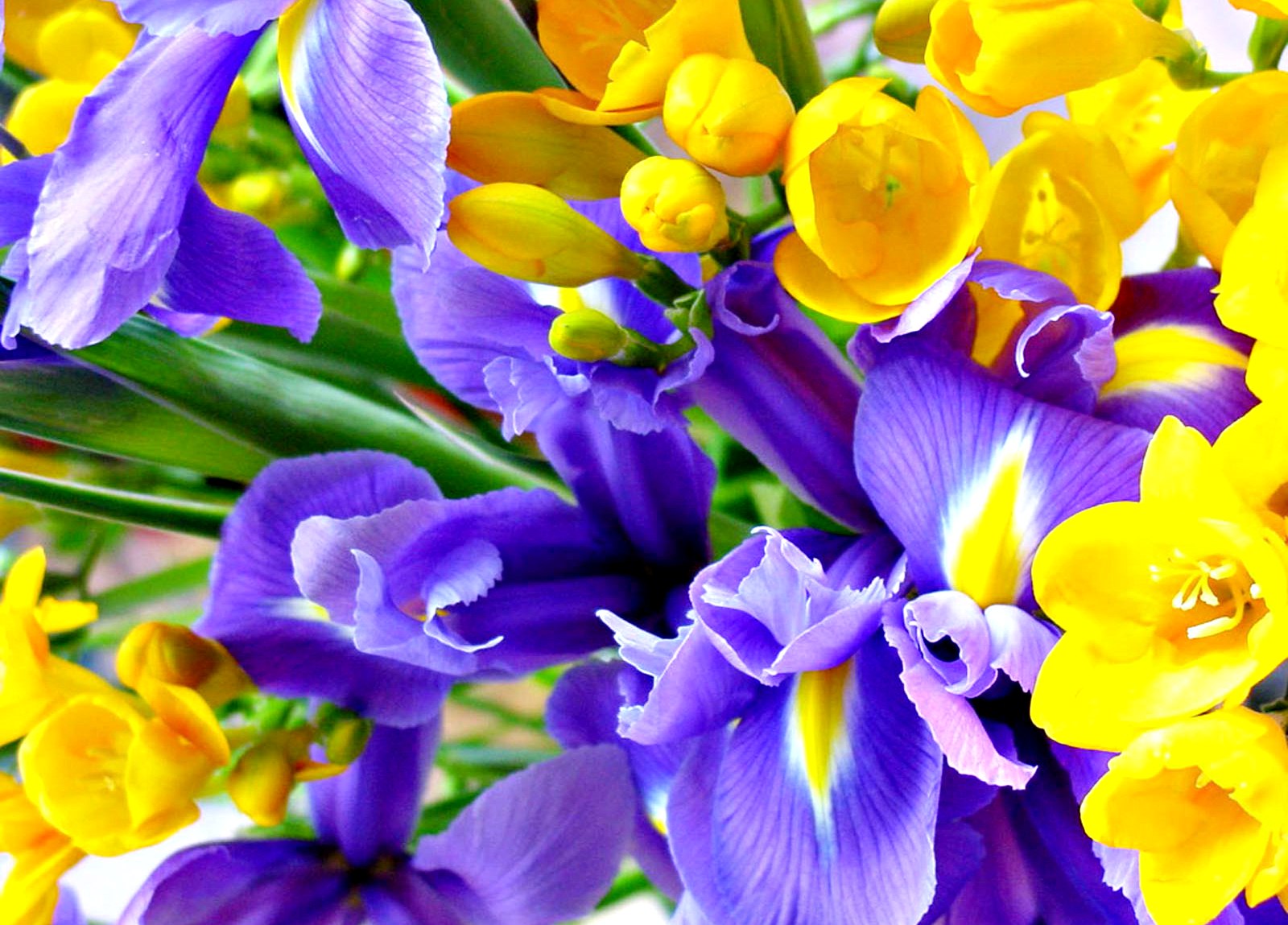Gambar Bunga Cantik Related Keywords Gambar Bunga Cantik