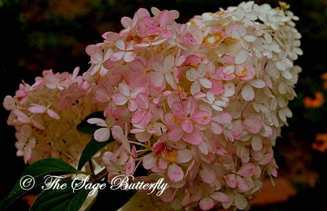 Hydrangea Paniculata Vanilla Strawberry Susan S In The Garden