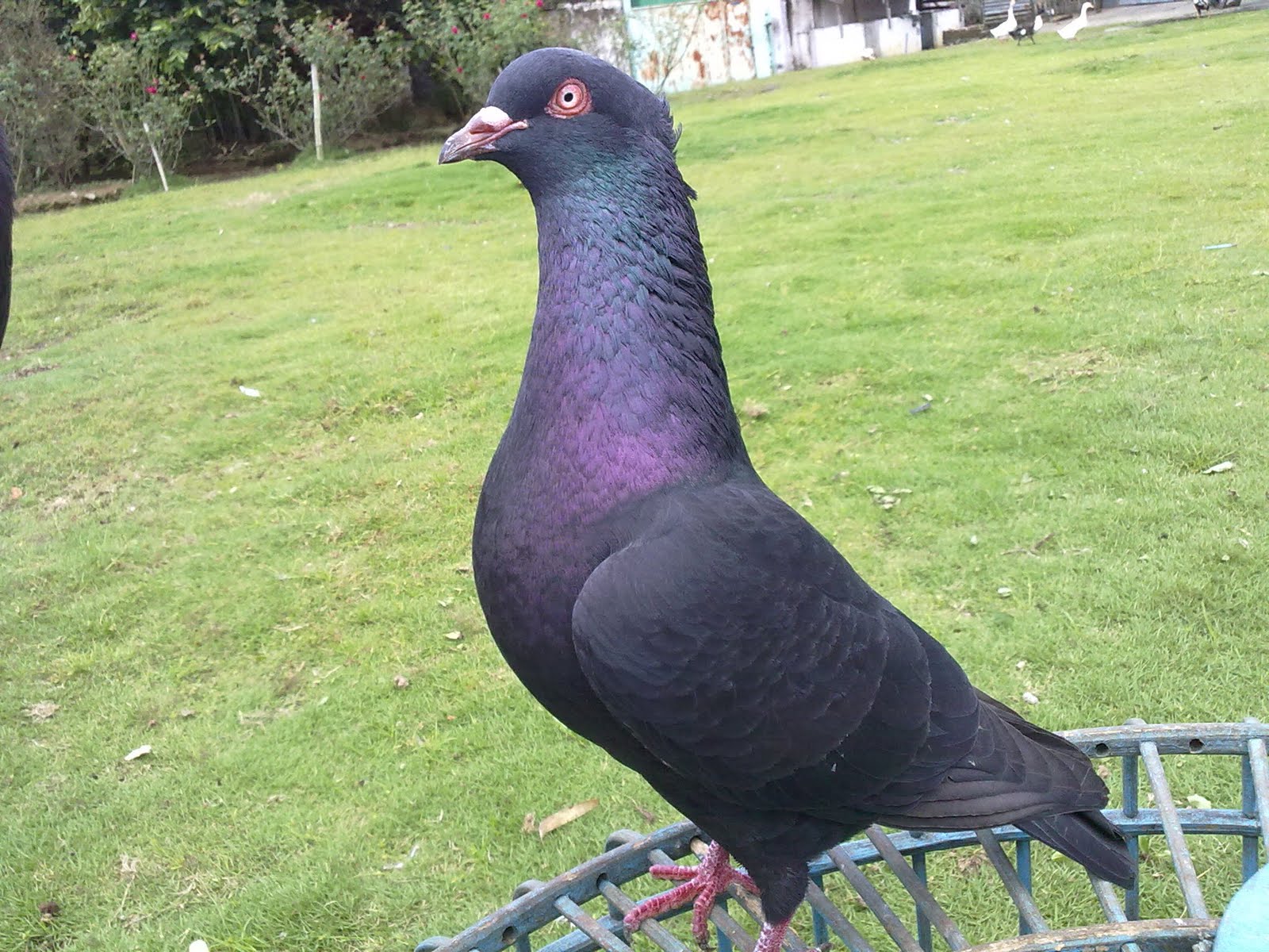 Merpati balap kelabu wallpaper army day images hd