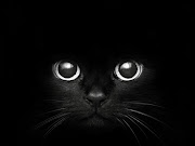 black cat black cat 