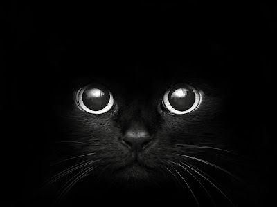 black eyes wallpaper, beautiful black eyes wallpapers, black cat eyes wallpaper, black and white eyes wallpaper, wallpapers hd black eyes, 