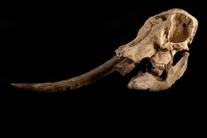 Stegodon skull
