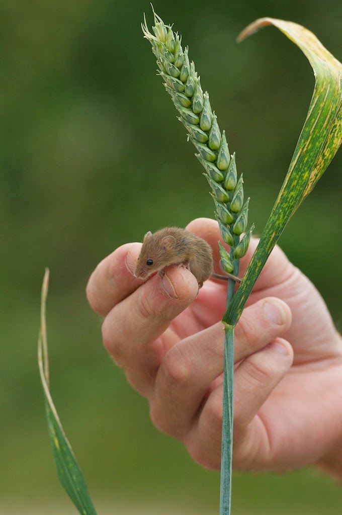 Matt's Photos Harvest Mice
