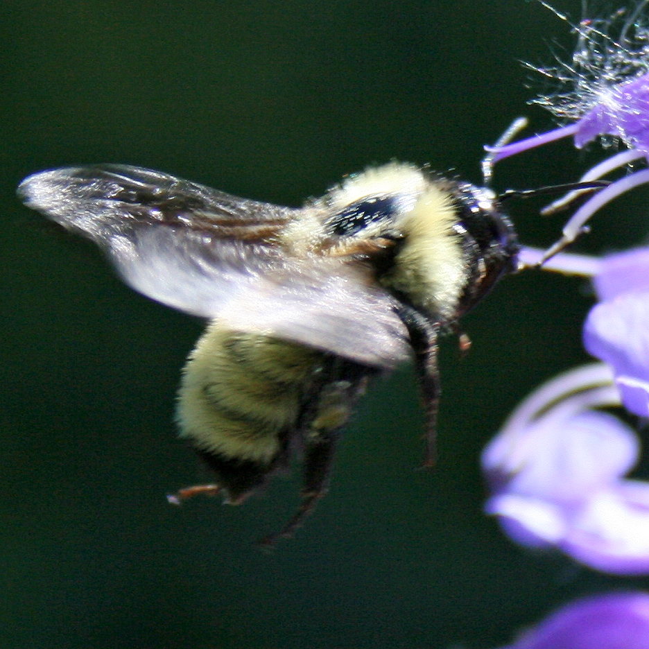 twenty pound tabby More Colorado Native Bees