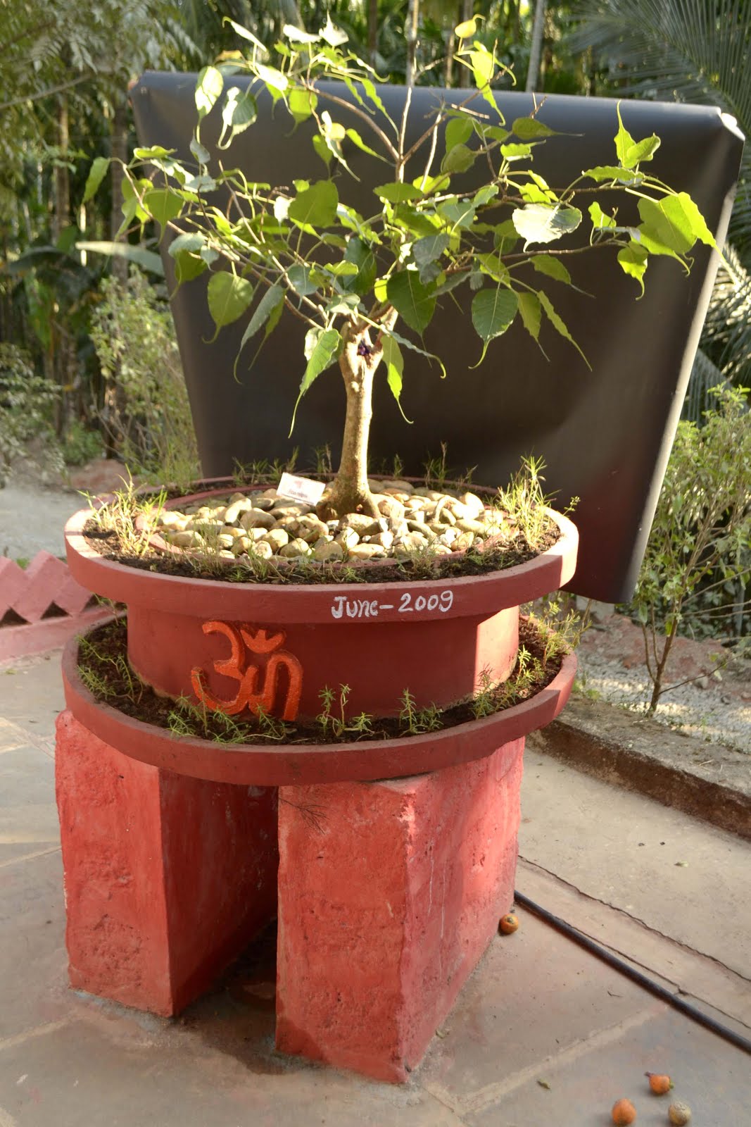 For Religious Bonsai Tree which is lucky for you