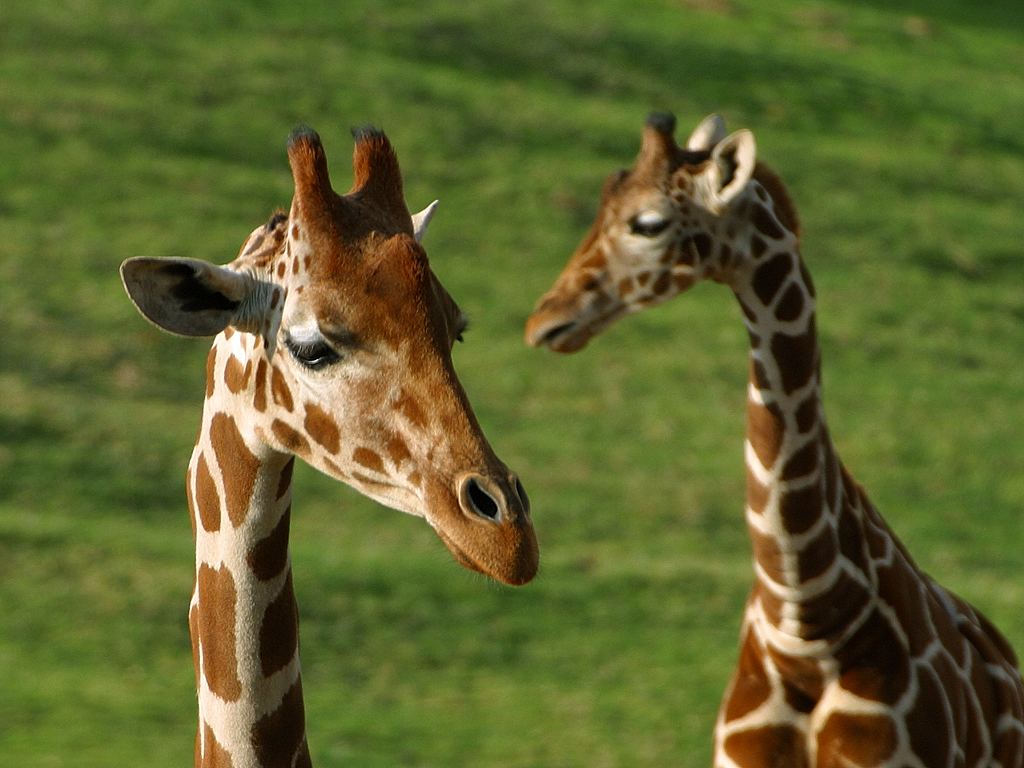 Giraffe ~ World of photography Giraffe ~ World of photography