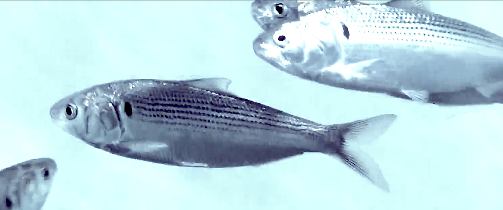 Aquarium Movies Japan Archive 生きている魚図鑑 コノシロ Dotted Gizzard Shad Konosirus Punctatus