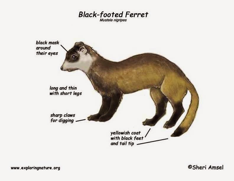 BIO 227:2: Black-Footed Ferret Recovery Plan